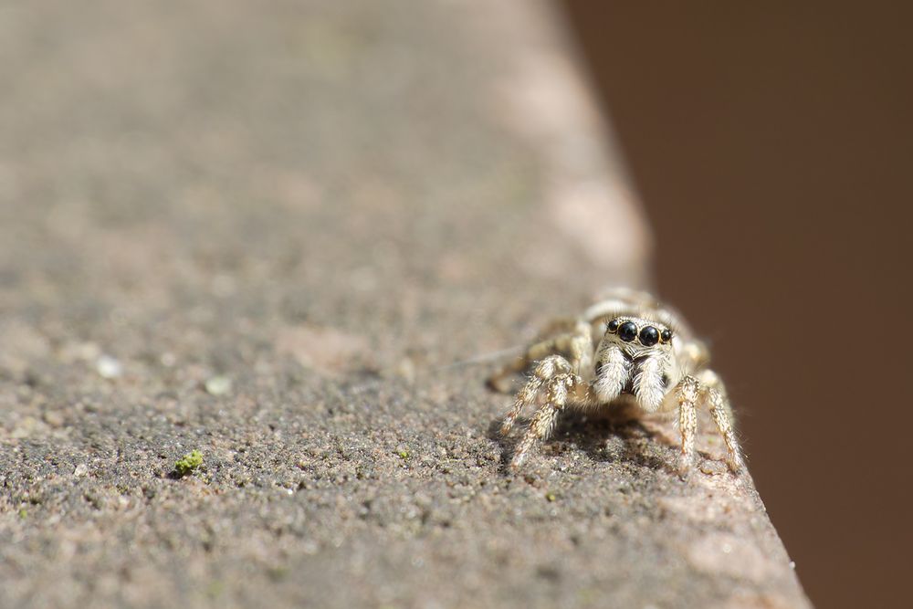 Eine Springspinne