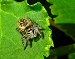 Eine Springspinne