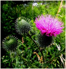 Eine stachelige Angelegenheit . Eine Distel ohne Falter.