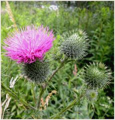 Eine stachelige Distel .