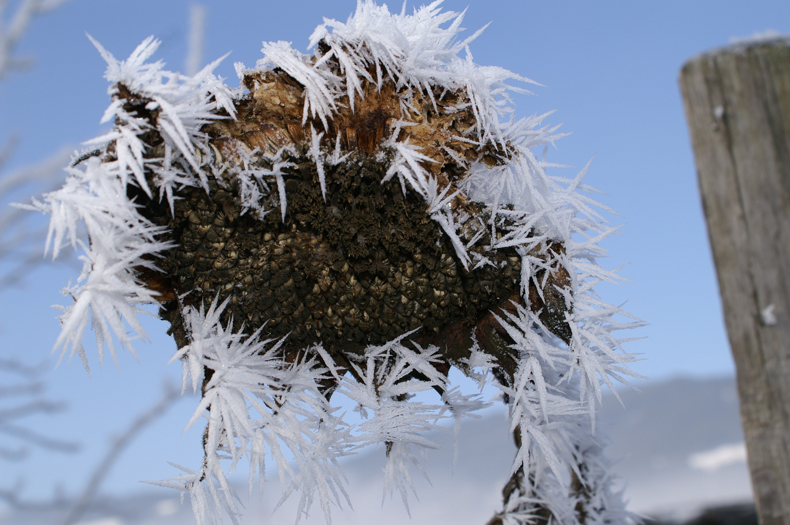 eine stachelige Sonnenblume