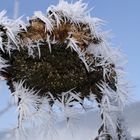 eine stachelige Sonnenblume