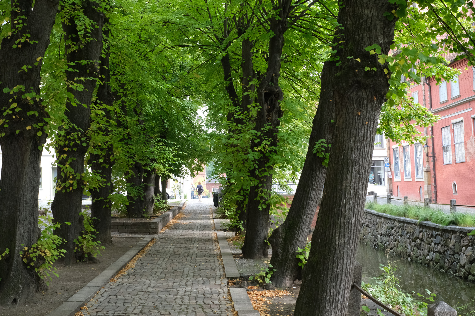 Eine städtische Allee