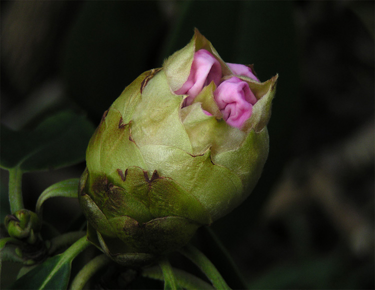 Eine "stark komprimierte" Rhododendron-Blüte