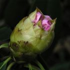 Eine "stark komprimierte" Rhododendron-Blüte