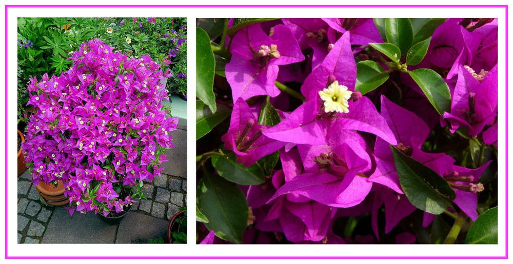 Eine Stauden-Bougainville