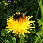 Eine Steinhummel auf Löwenzahn