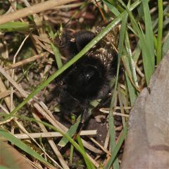 Eine Steinhummel (Bombus lapidarius), die als Kulturfolger . . .