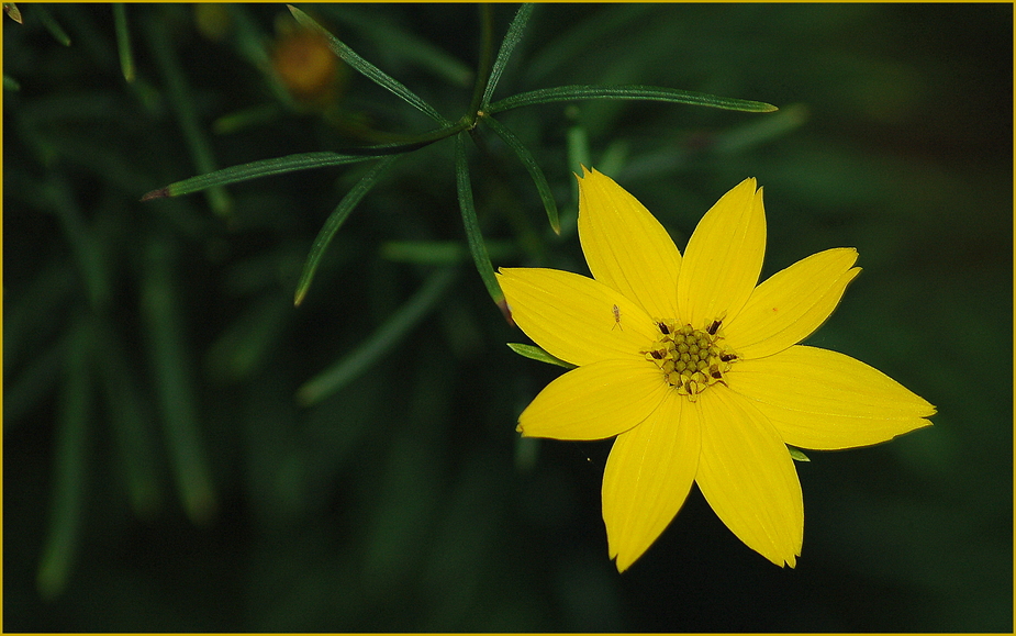 Eine Sternenblüte schenk ich Euch zum Wochenende :-))