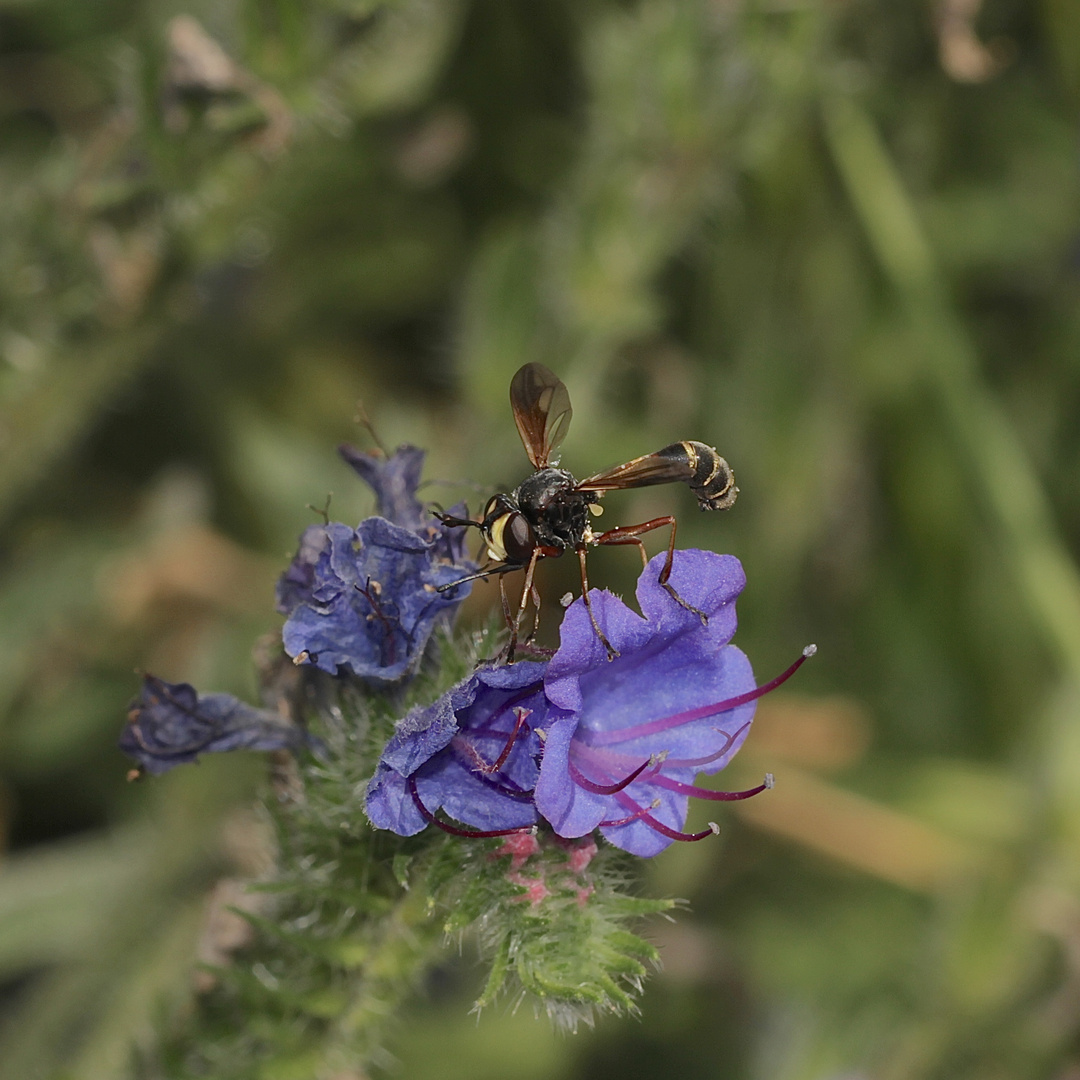 Eine Stieldickkopffliege (Physocephala sp.), ...