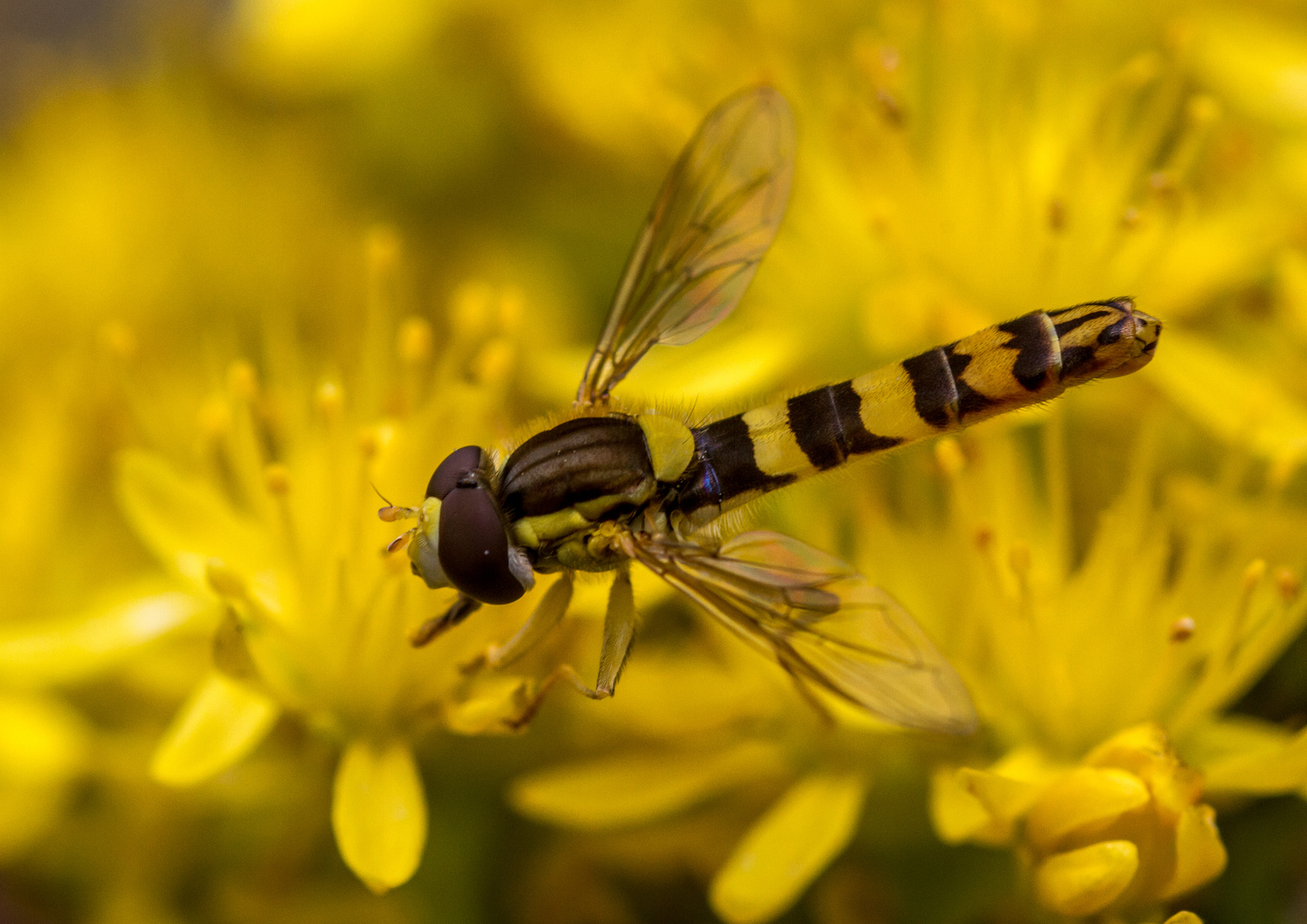 Eine Stiftschwebfliege