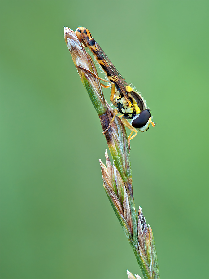 Eine Stiftschwebfliege