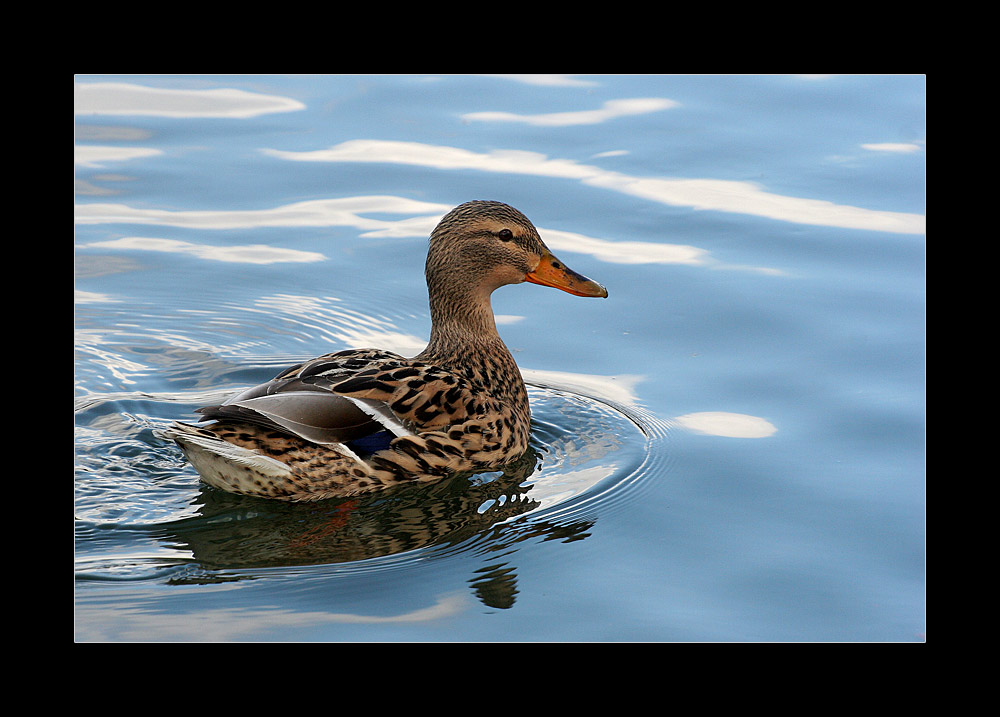 Eine stinknormale Ente