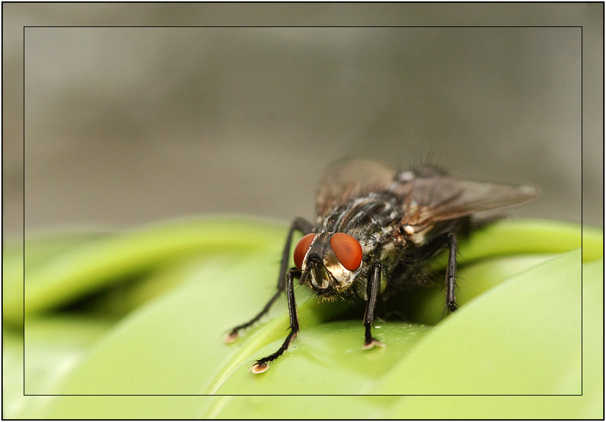 Eine stinknormale Fliege...