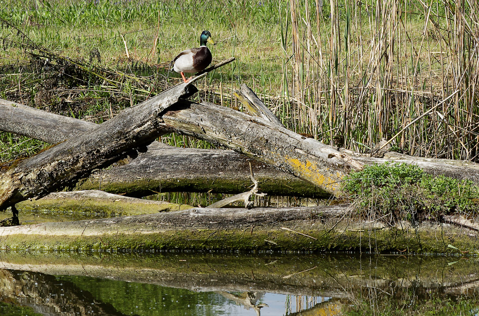 ..eine Stockente