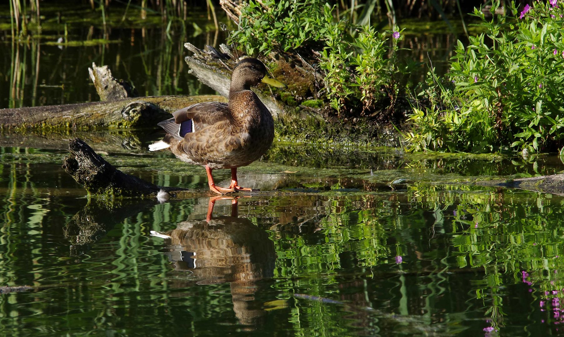 ...eine Stockente