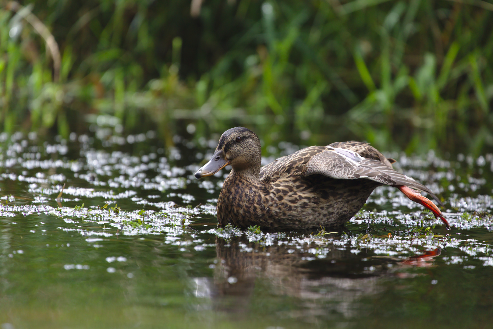 Eine Stockente