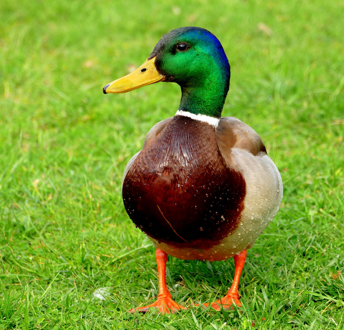 EINE STOCKENTE  ,  ERPEL