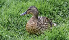 Eine Stockente gesehen und fotografiert im Aachener Tierpark Juni 2014