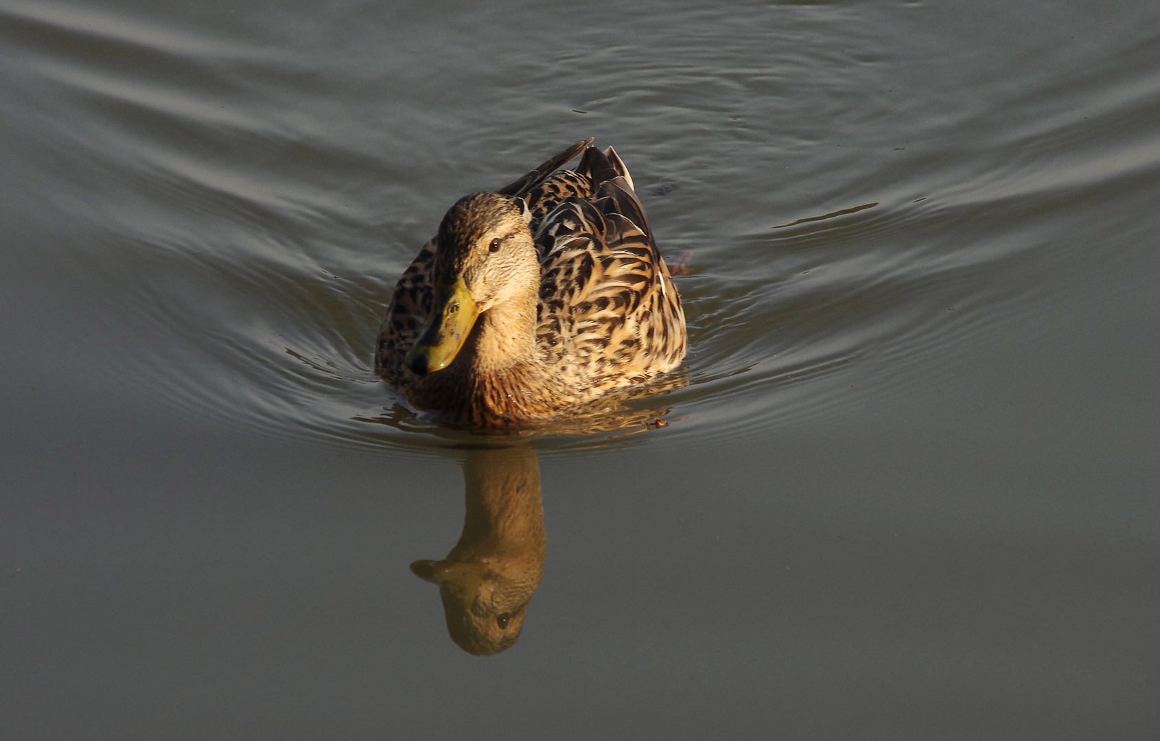 eine Stockente im Abendlicht