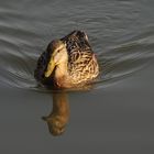 eine Stockente im Abendlicht