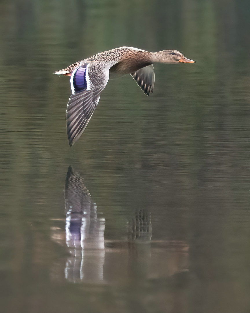  Eine Stockente im Flug