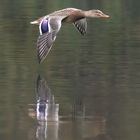  Eine Stockente im Flug