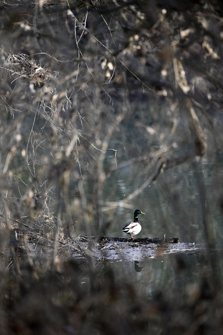 Eine Stockente in den Rheinauen