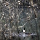 Eine Stockente in den Rheinauen