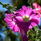 Eine Stockrose in der Sonne Neuseelands