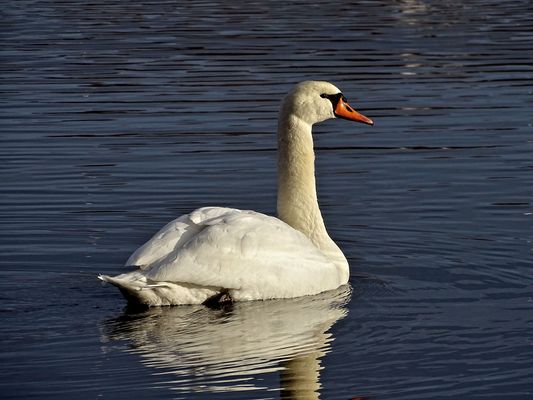 Eine stolze Erscheinung
