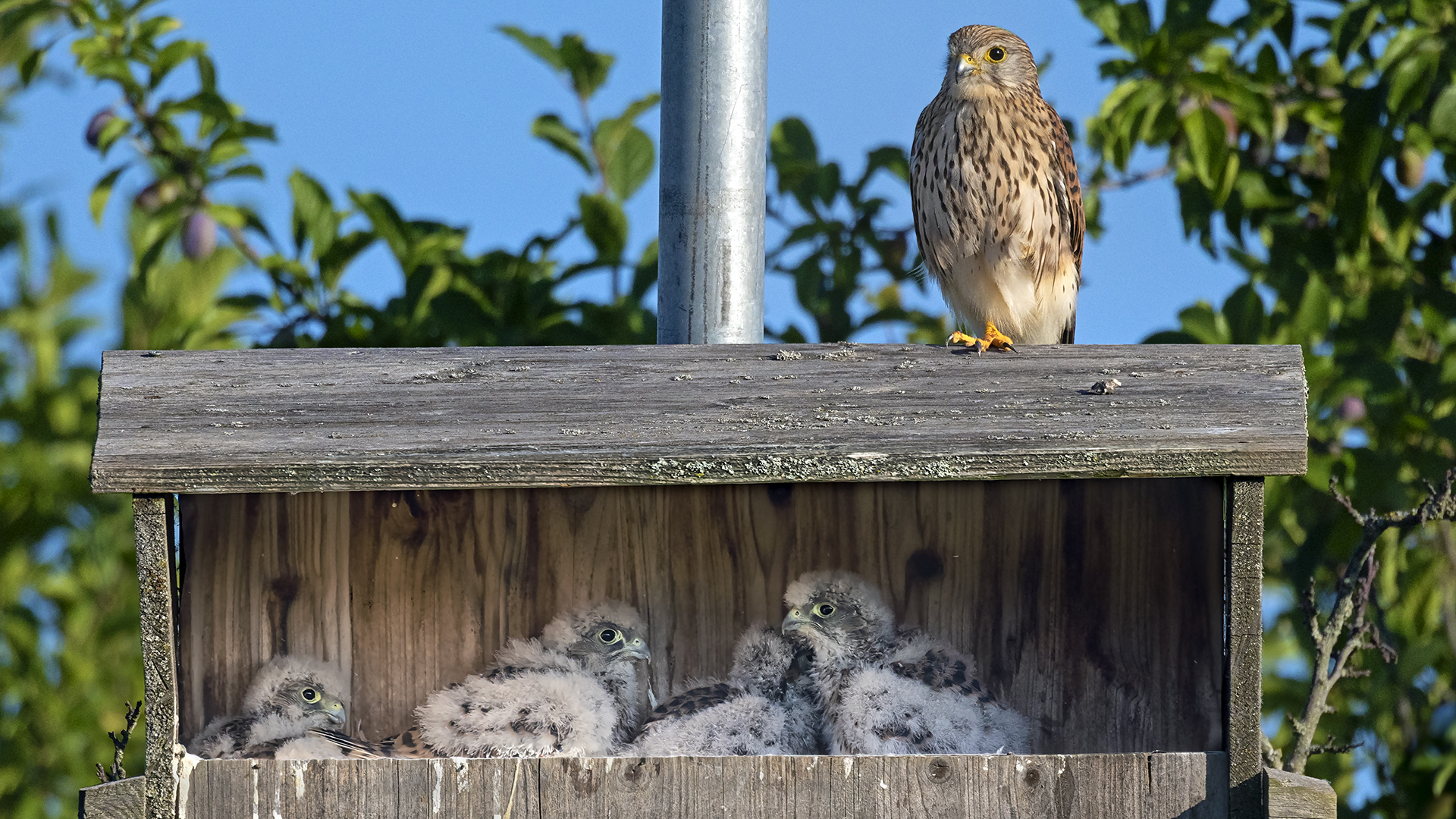 Eine stolze MAMA mit vier KIDS