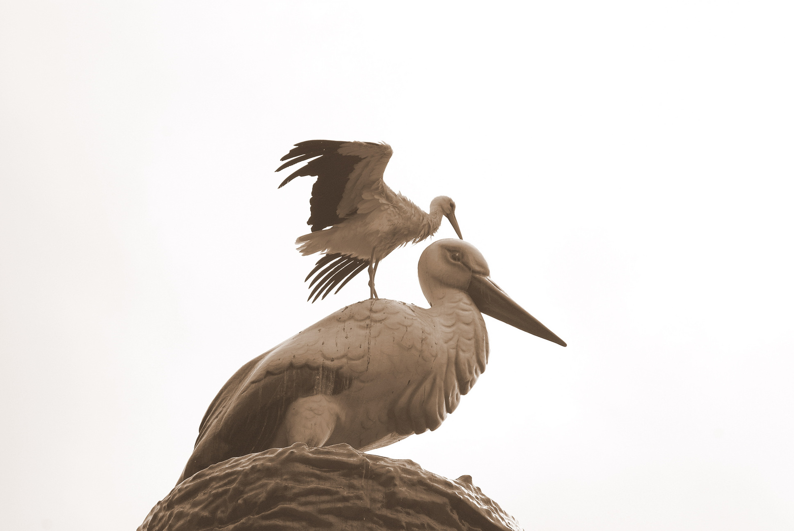 Eine Storch-Freundschaft...