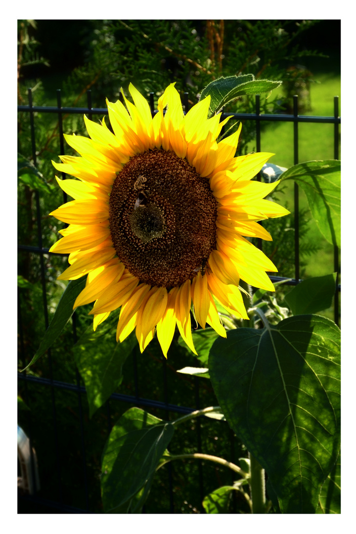 Eine strahlend schöne Sonnenblume ... - Klappe die Zweite