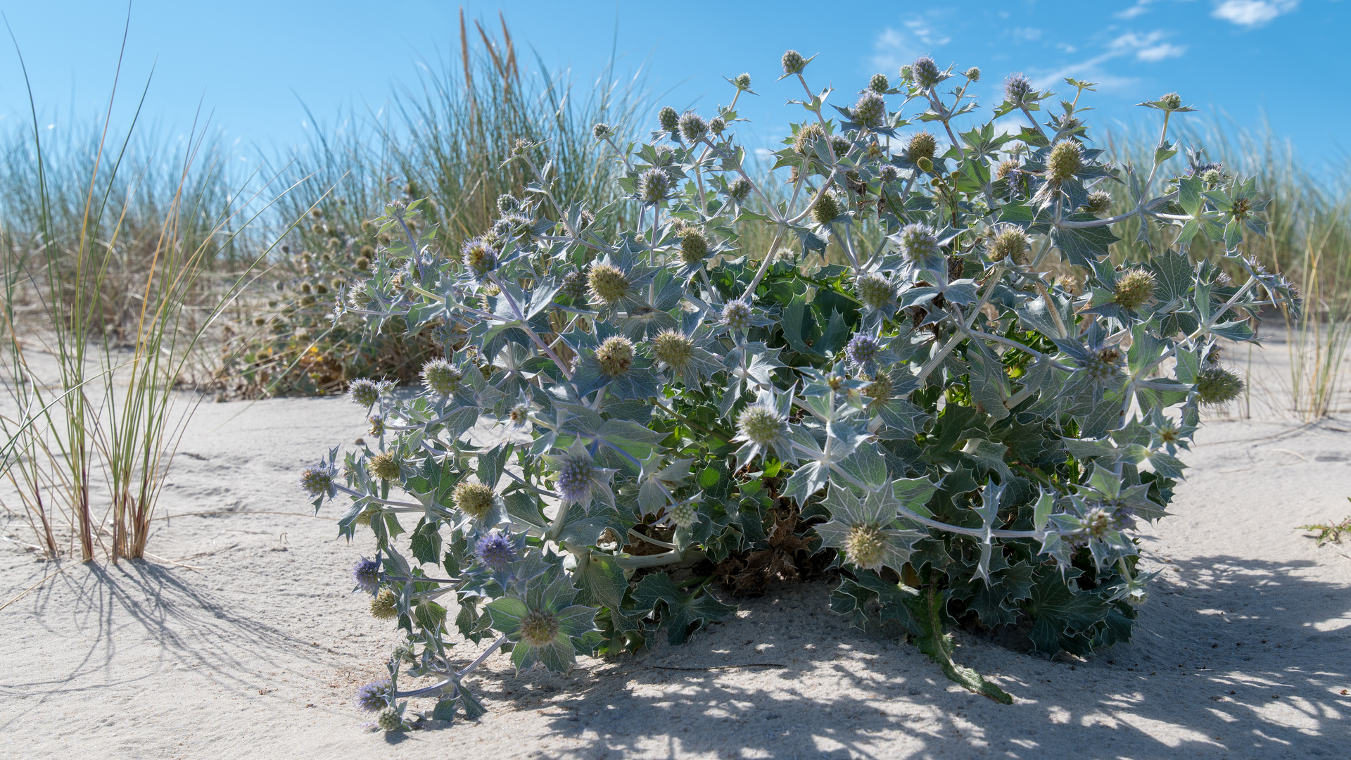 Eine Stranddistel im Gegenlicht