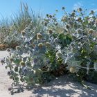 Eine Stranddistel im Gegenlicht