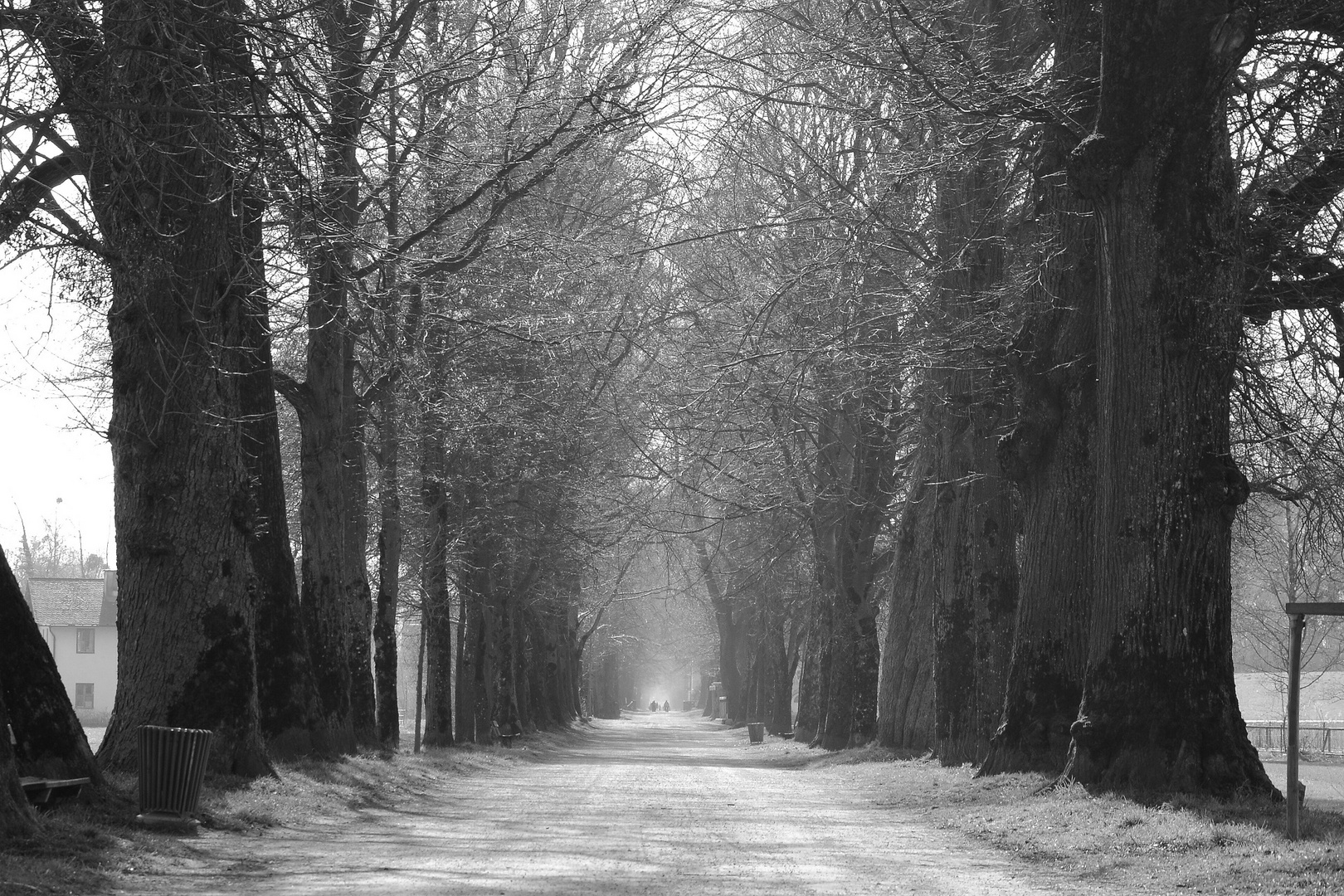 ....eine Straße, mit vielen Bäumen, ja das ist eine Allee....