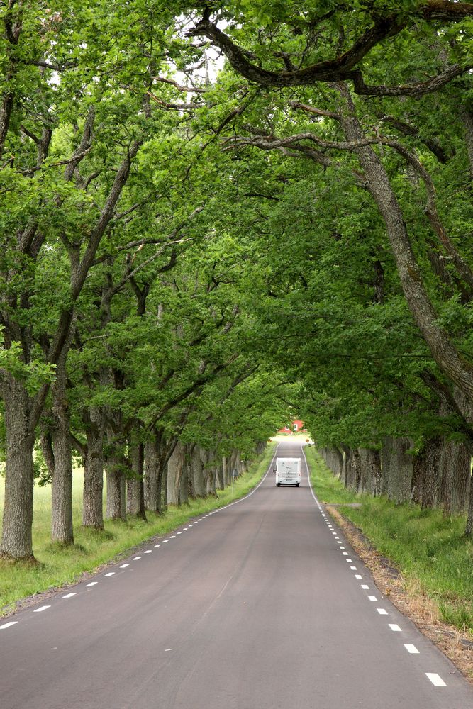 Eine Straße und viele Bäume, das ist eine Allee... Foto & Bild europe, scandinavia, sweden