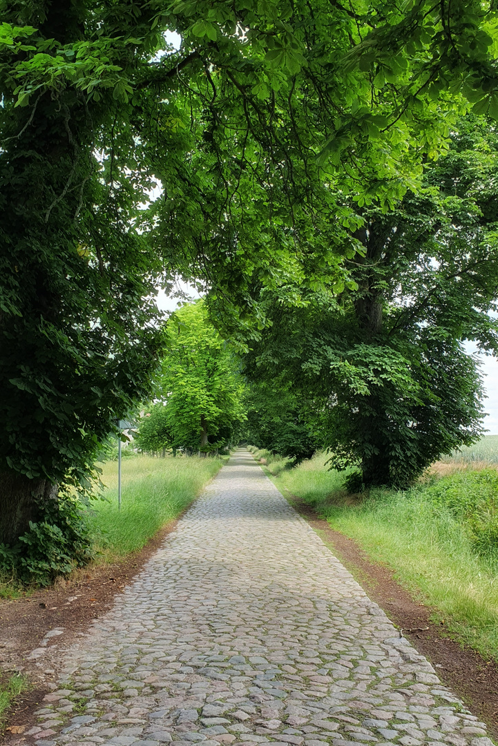 Eine Straße, viele Bäume