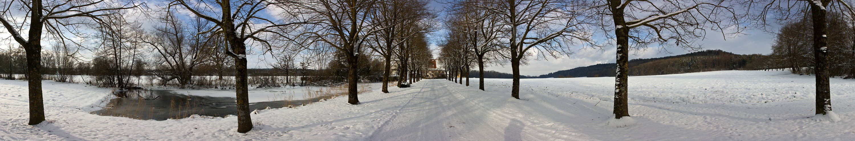 eine Strasse, viele Bäume...