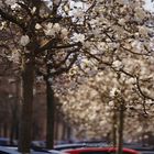 Eine Straße voller Magnolien