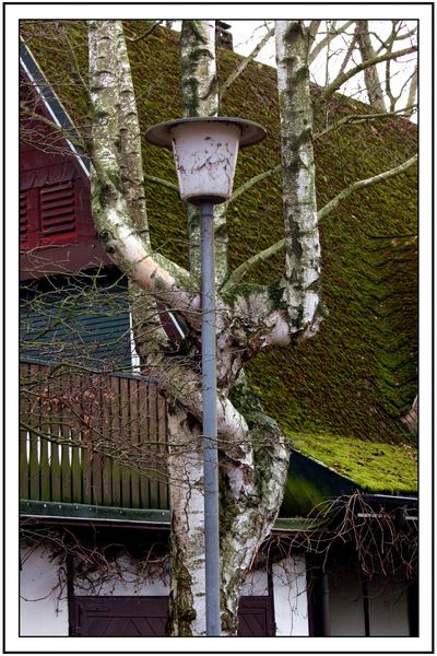 Eine Strassenlaterne und ein Baum