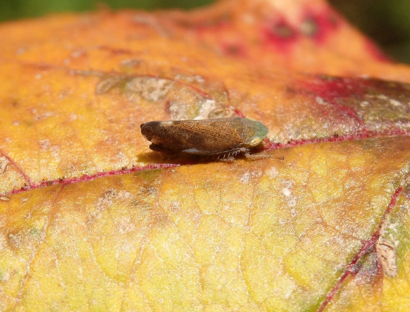 Eine Strauchzirpe (Fieberiella florii oder Fieberiella septentrionalis)