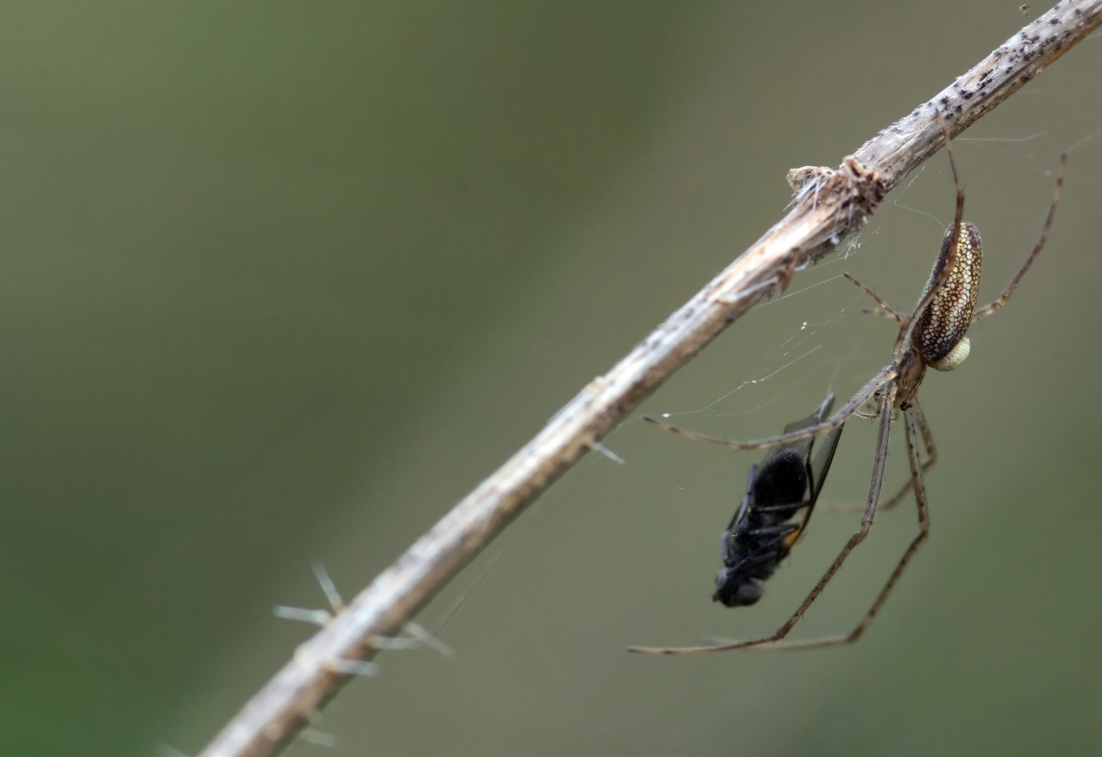 Eine Streckerspinne 