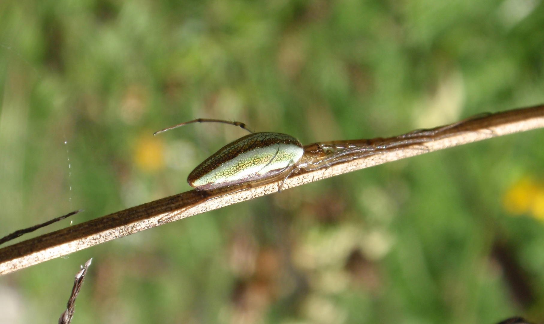 Eine Streckerspinne versteckt sich