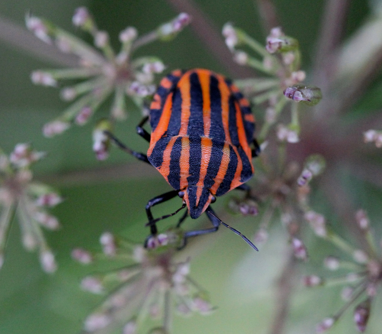 Eine Streifenwanze - Graphosoma lineatum