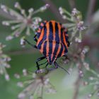 Eine Streifenwanze - Graphosoma lineatum