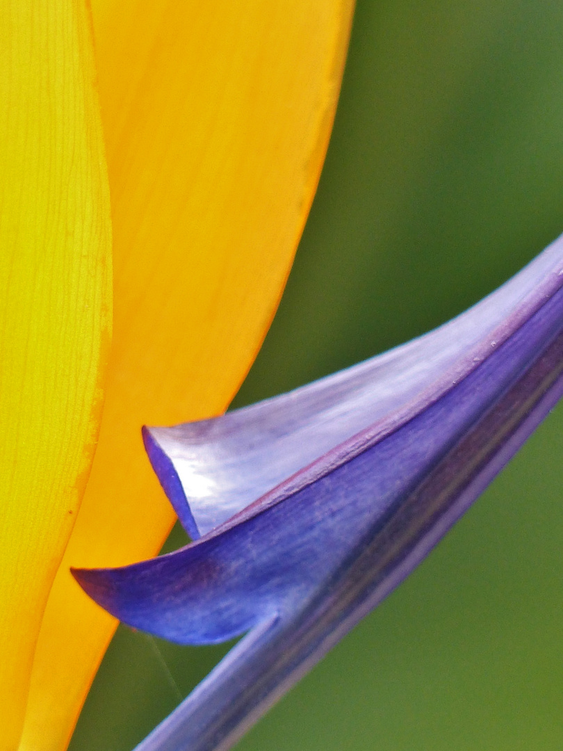 Eine Strelitzia