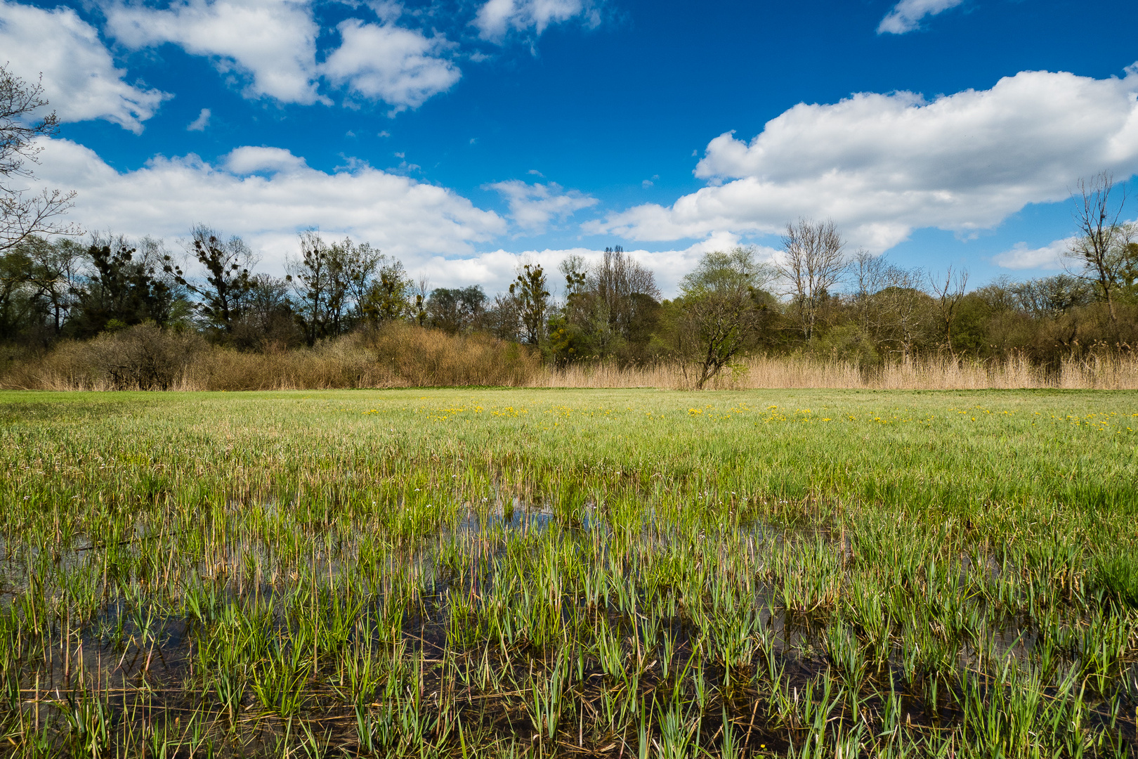 Eine Streuwiese im Eriskircher Ried