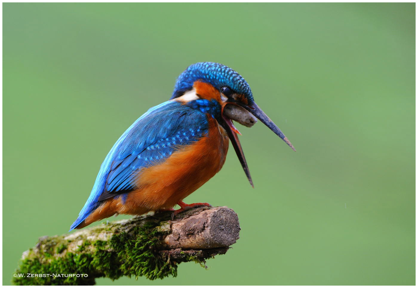 --- Eine Studie von vier Foto's vom Eisvogel ---